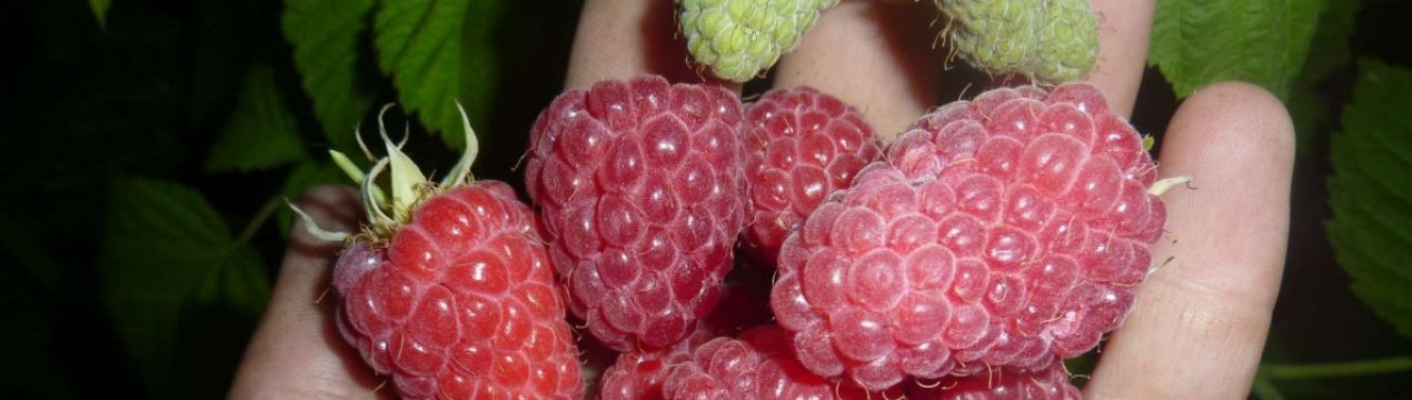 Что за сорт малины дочь геракла. . Что за сорт малины дочь геракла фото. Что за сорт малины дочь геракла-. картинка Что за сорт малины дочь геракла. картинка . Ремонтантная малина под названием Дочь Геракла – отличный выбор для сада! Для нее характерны потрясающая урожайность, хорошие вкусовые качества, зимостойкость. У этой ягодной культуры есть все достоинства, чтобы стать именно вашим любимым сортом.
