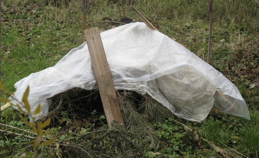 Укрита на зиму малина