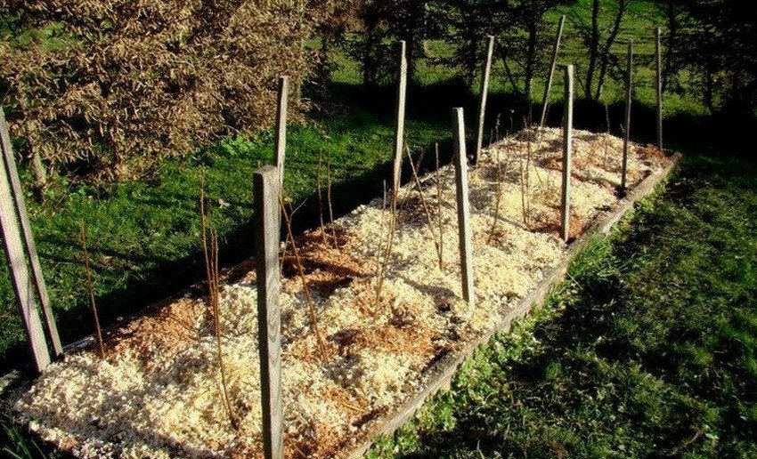 Что за сорт малины дочь геракла. 87083.psorro.850. Что за сорт малины дочь геракла фото. Что за сорт малины дочь геракла-87083.psorro.850. картинка Что за сорт малины дочь геракла. картинка 87083.psorro.850. Ремонтантная малина под названием Дочь Геракла – отличный выбор для сада! Для нее характерны потрясающая урожайность, хорошие вкусовые качества, зимостойкость. У этой ягодной культуры есть все достоинства, чтобы стать именно вашим любимым сортом.