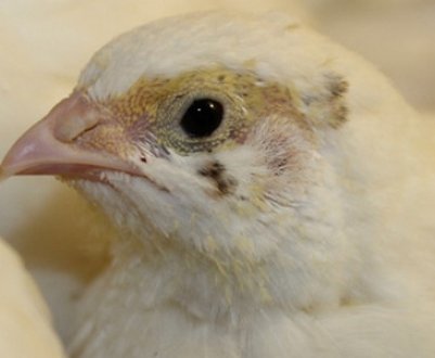 Перепели техасці: опис, особливості утримання, годівлі та догляду