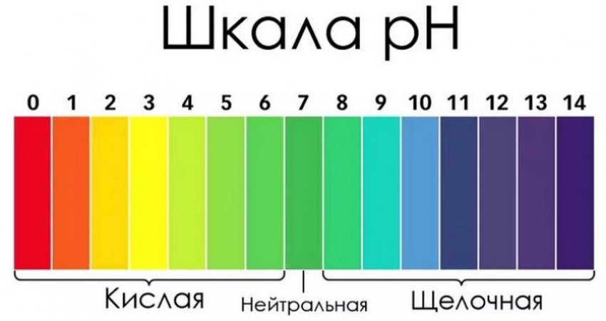 Малина ремонтантная желтая желтый пингвин. 87098.psp3fo.850. Малина ремонтантная желтая желтый пингвин фото. Малина ремонтантная желтая желтый пингвин-87098.psp3fo.850. картинка Малина ремонтантная желтая желтый пингвин. картинка 87098.psp3fo.850. Малина сорта Пингвин выведена селекционерами в 2006 году. Это ремонтантное раннеспелое растение, стойкое к различным заболеваниям и грибкам. Отличительной чертой этого сорта является высокая продуктивность. С одного куста за сезон можно получить до 6 килограмм крупных, сладких ягод.