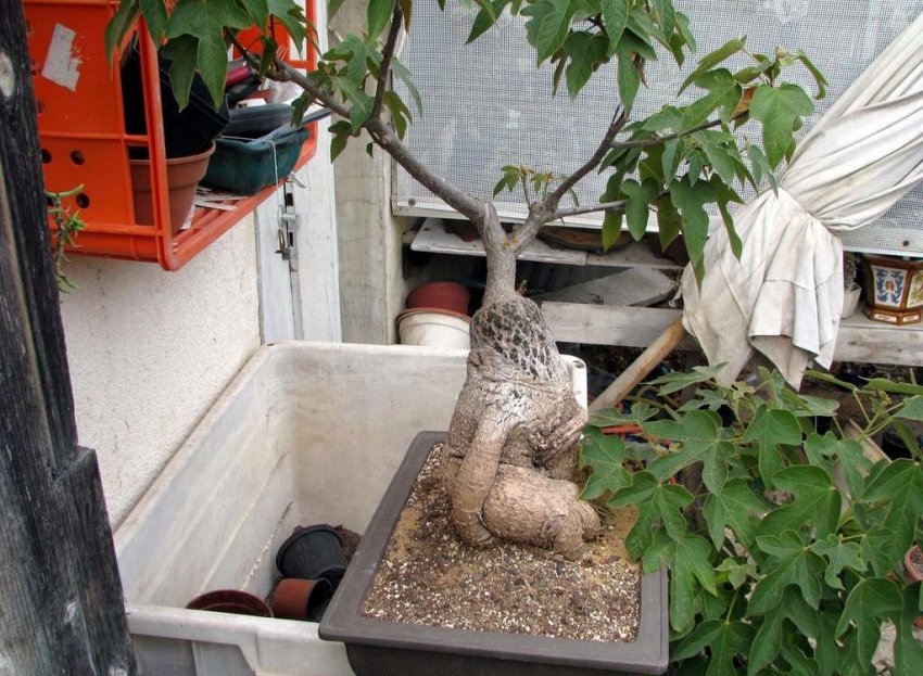 Брахіхітон Брахіхітон