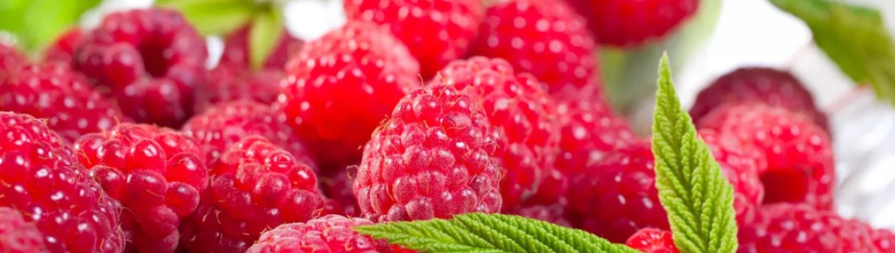 В ягідниках України вирощується все менше малини