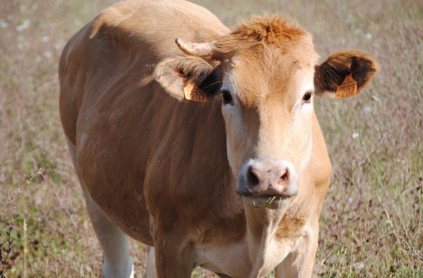 впродовж наступного десятиліття сільськогосподарські викиди будуть збільшуватися впродовж наступного десятиліття сільськогосподарські викиди будуть збільшуватися