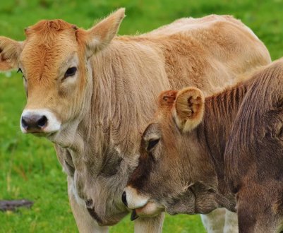 Протягом наступного десятиліття сільськогосподарські викиди будуть збільшуватися