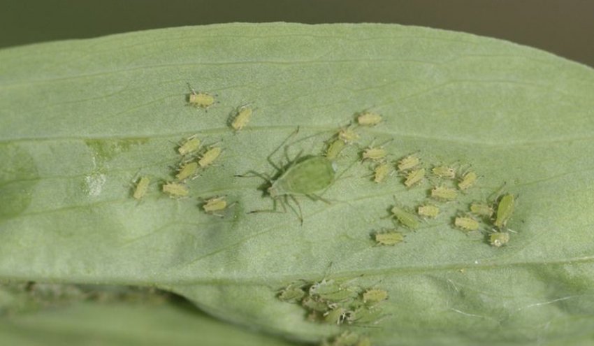 Горохова попелиця