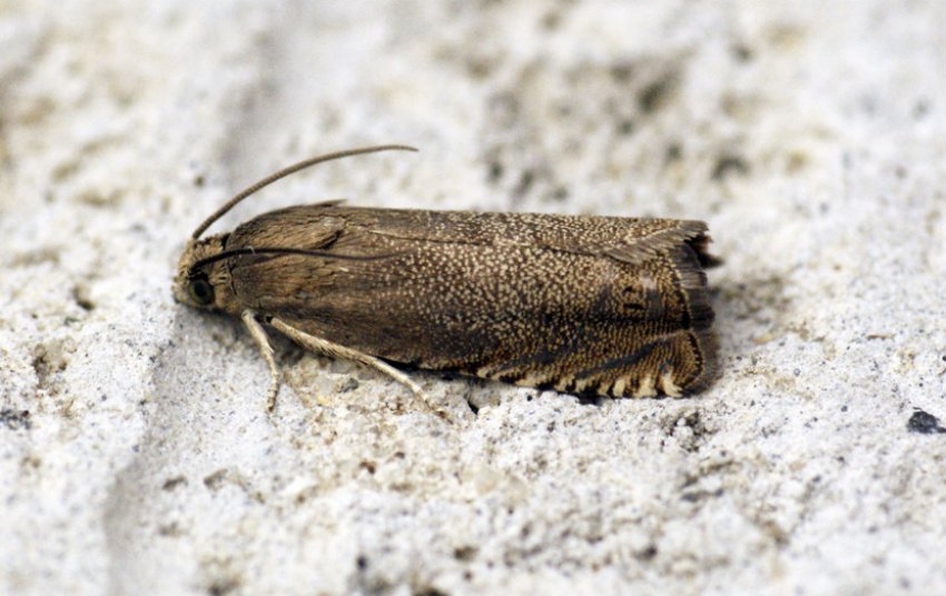 Горохова плодожерка