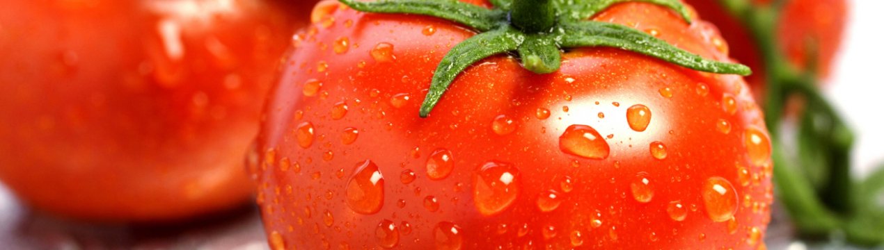 Група компаній " Agrofusion висадила всю розсаду томатів у відкритий грунт