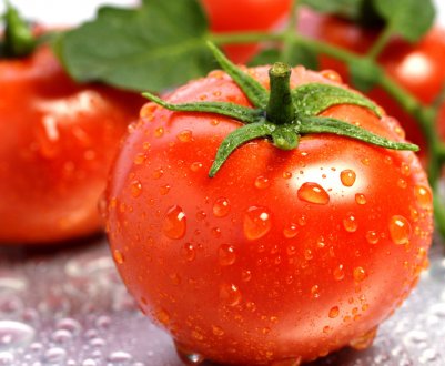 Група компаній " Agrofusion висадила всю розсаду томатів у відкритий грунт