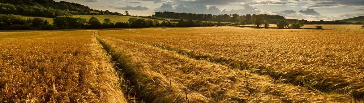 Агросектор України щорічно втрачає близько 35 мільярдів гривень через деградації грунтів