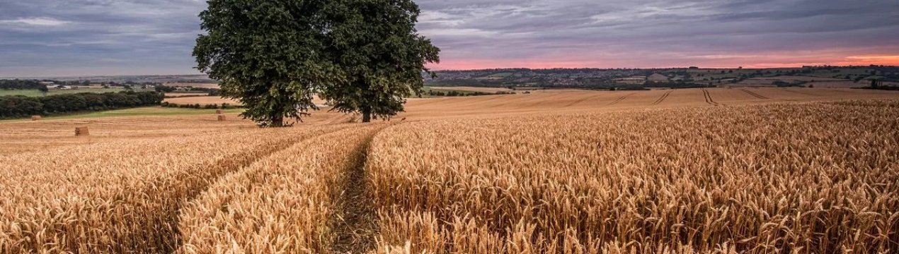 Погодні умови не зіпсували врожай зернових Херсонської області