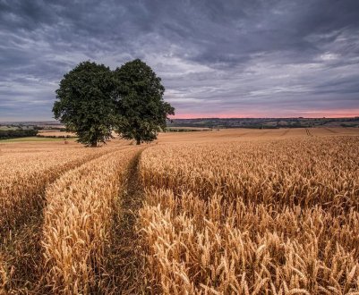 Погодні умови не зіпсували врожай зернових Херсонської області