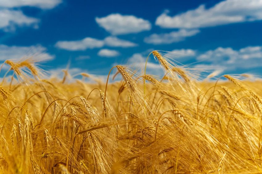 Погодні умови не зіпсували врожай зернових Херсонській області Погодні умови не зіпсували врожай зернових Херсонській області