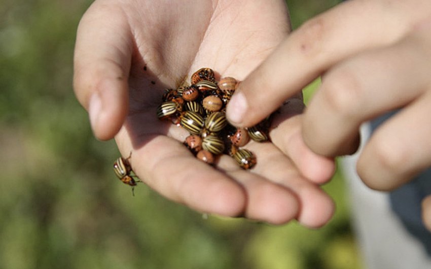 Колорадський жук