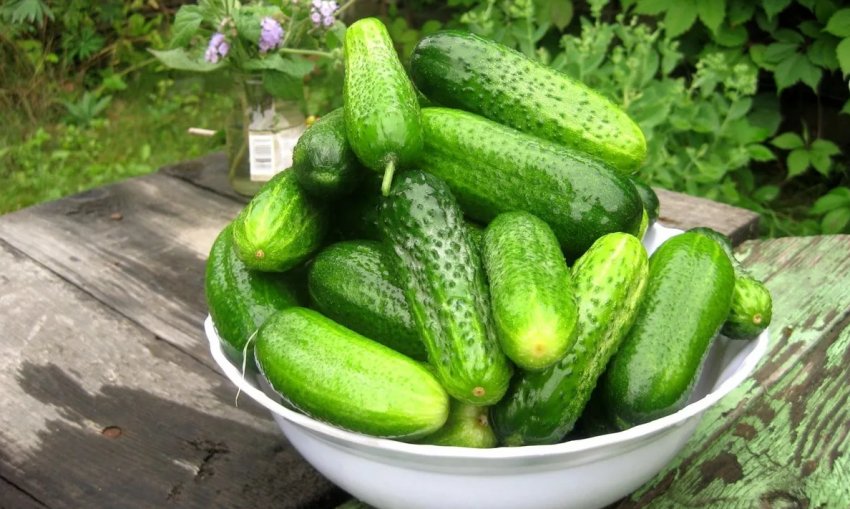 В Україні різко обвалилися ціни на тепличні огірки