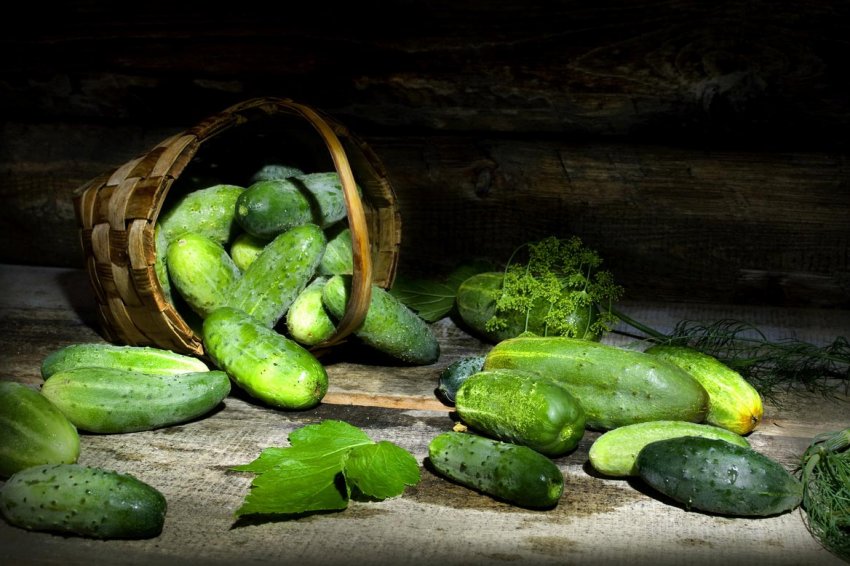 В Україні різко обвалилися ціни на тепличні огірки