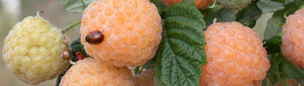 Малина порана роса характеристика. . Малина порана роса характеристика фото. Малина порана роса характеристика-. картинка Малина порана роса характеристика. картинка . Минимальная сумма заказа на сайте — 1000 руб.
