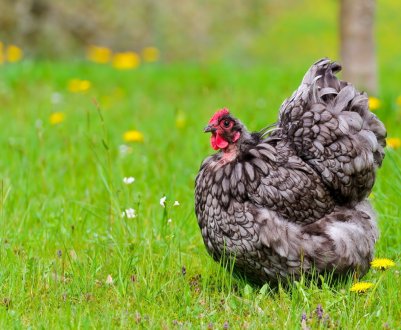 Казахських курей знову чекають на російському ринку