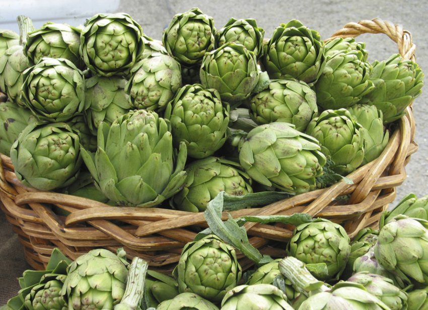 Українська компанія провела експеримент за зимівлі артишоку Українська компанія провела експеримент за зимівлі артишоку