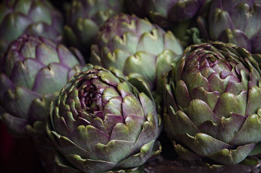 Українська компанія провела експеримент за зимівлі артишоку Українська компанія провела експеримент за зимівлі артишоку