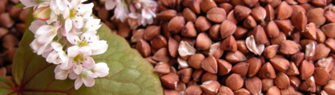 Україна зменшить виробництво гречки в 2,3 рази