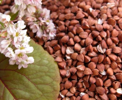 Україна зменшить виробництво гречки в 2,3 рази