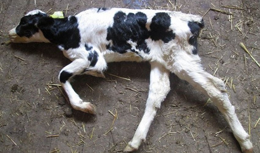 Сальмонельоз телят Сальмонельоз телят