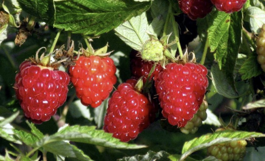 Малина сорт Арбат