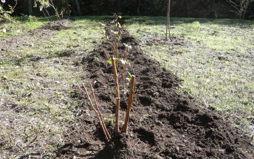 Посадка малини