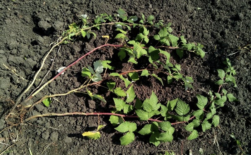 Саджанці малини