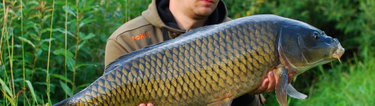 У Тюмені підвищують чисельність коропів, щук і пеляди у водоймах