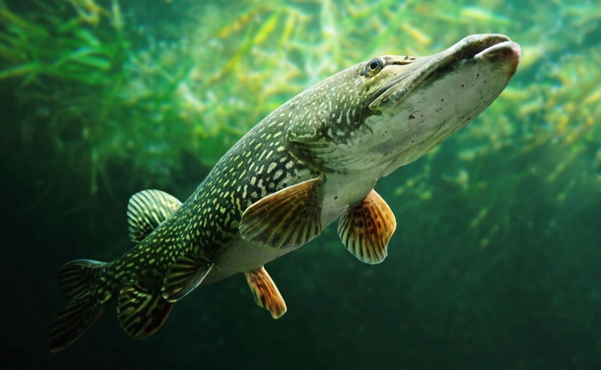 В Тюмені підвищують чисельність коропів, щук і пеляди у водоймах