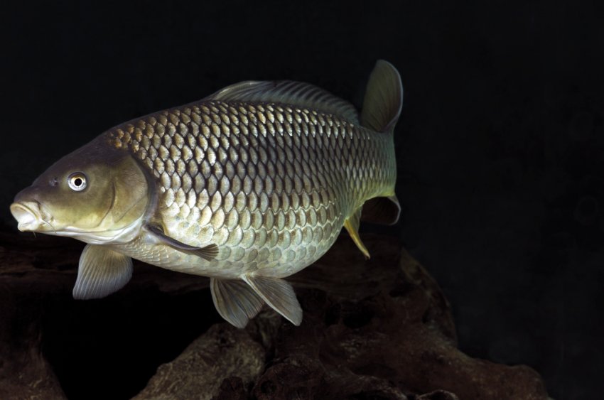 В Тюмені підвищують чисельність коропів, щук і пеляди у водоймах