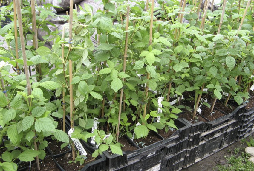 Саджанці малини в розпліднику