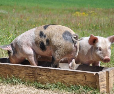 Норвежці мають намір забезпечити роботою зауральських свинарів