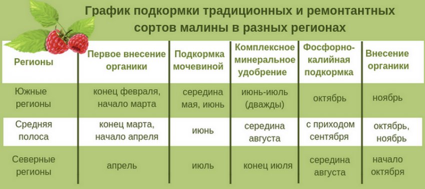 Графік підживлення малини