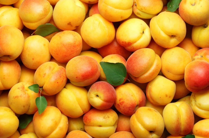 Росія ледь не занурилася в пучину холери через турецьких фруктів