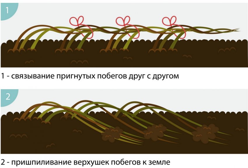 Способи пригинання малини на зиму