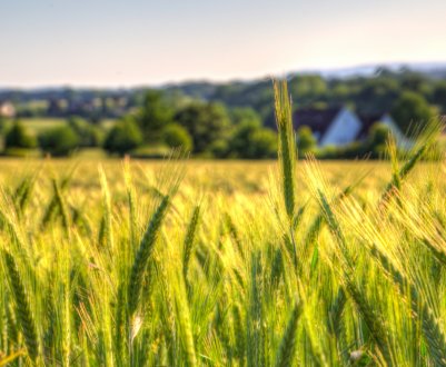 Родючі поля з щедрим урожаєм зерна не радують російських аграріїв