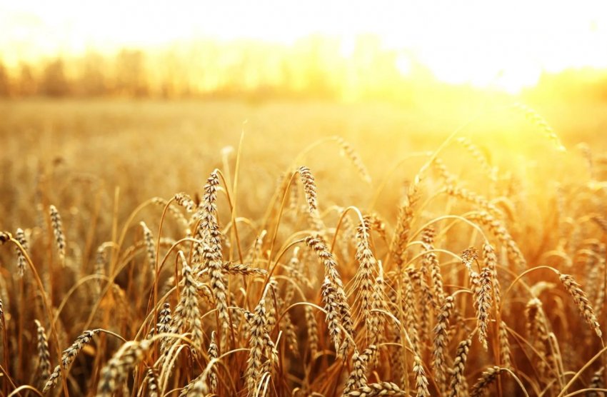 Родючі поля з щедрим урожаєм зерна не радують російських аграріїв Родючі поля з щедрим урожаєм зерна не радують російських аграріїв