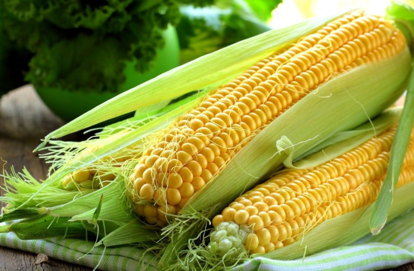 Родючі поля з щедрим урожаєм зерна не радують російських аграріїв Родючі поля з щедрим урожаєм зерна не радують російських аграріїв