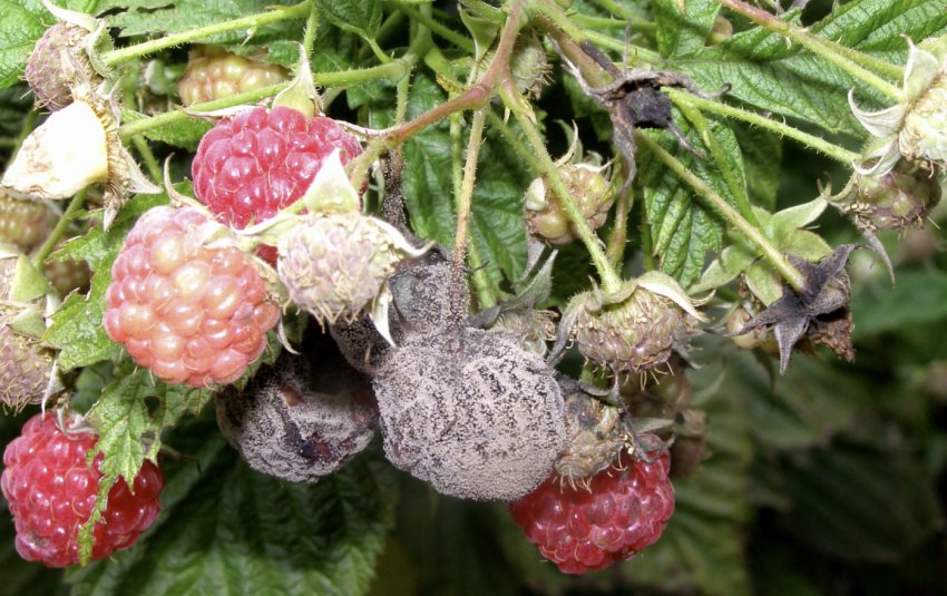Сіра гниль (ботритис) малини