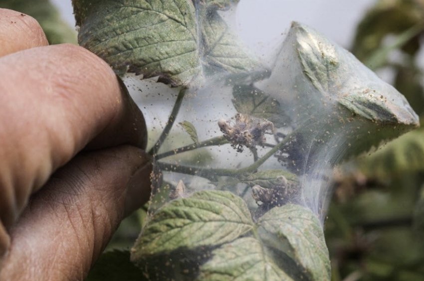 Павутинний кліщ на малині