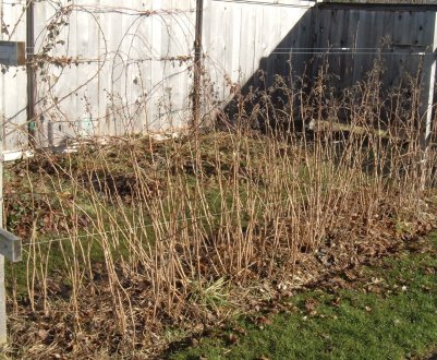 Як доглядати за малиною восени