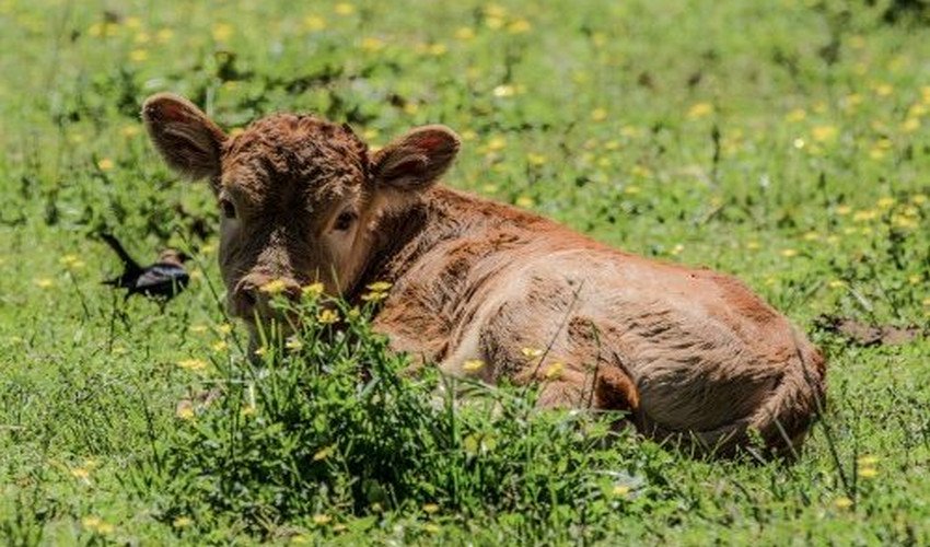 Сальмонельоз телят Сальмонельоз телят