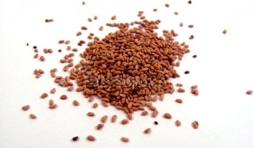 Насіння малини Насіння малини