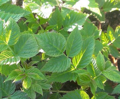 Як виростити і розмножити малину звичайну з живців, кореневої порослі?