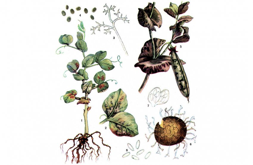 Пероноспороз