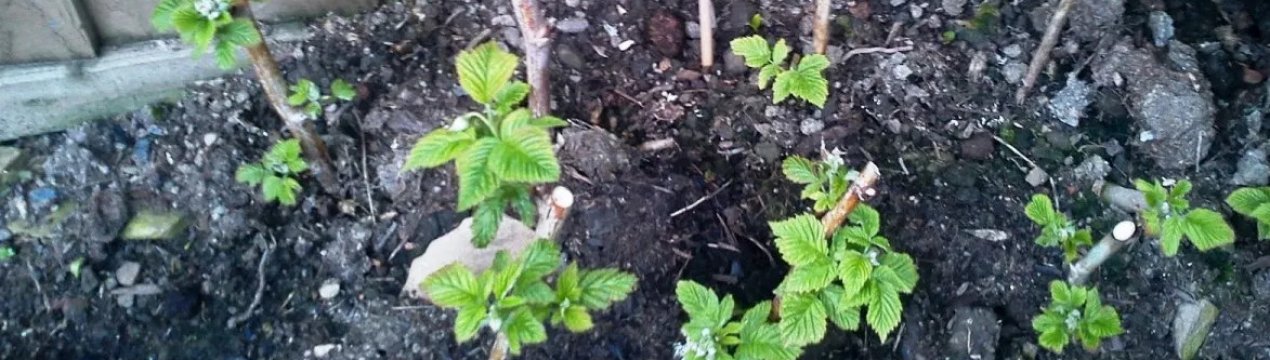 Размножение ремонтантной малины весной видео. . Размножение ремонтантной малины весной видео фото. Размножение ремонтантной малины весной видео-. картинка Размножение ремонтантной малины весной видео. картинка . Ягодные кустарники являются незаменимыми элементами дач и огородных участков. Особое место в этом великолепии занимает ремонтантная малина. Такой вид ягоды имеет несколько особенностей в размножении и уходе. Размножение ремонтантной малины имеет некоторые отличия от обыкновенной.