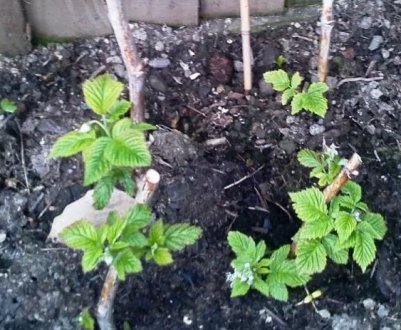 Способи розмноження ремонтантної малини